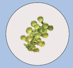 Green caviar pearls